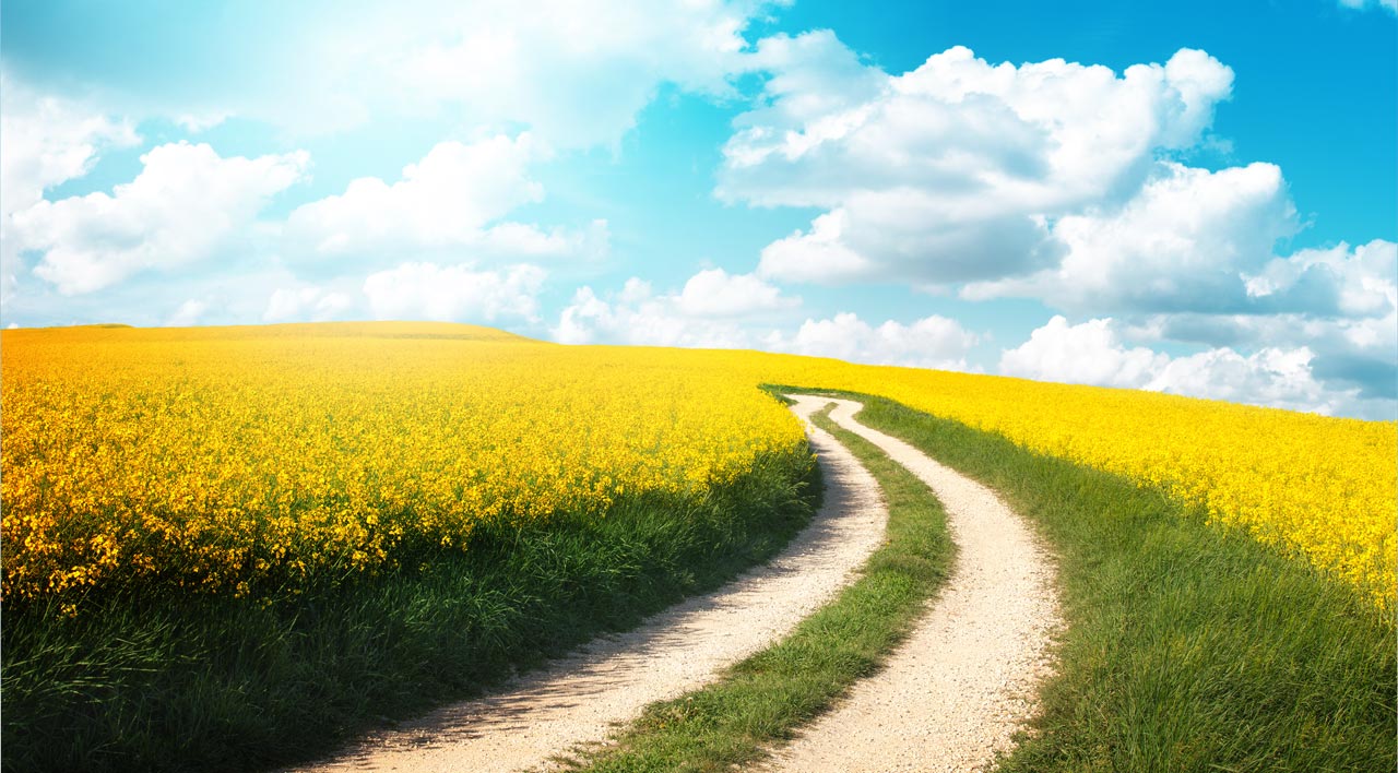 Image of clear road path amongst a field of yellow flowers and a blue sky